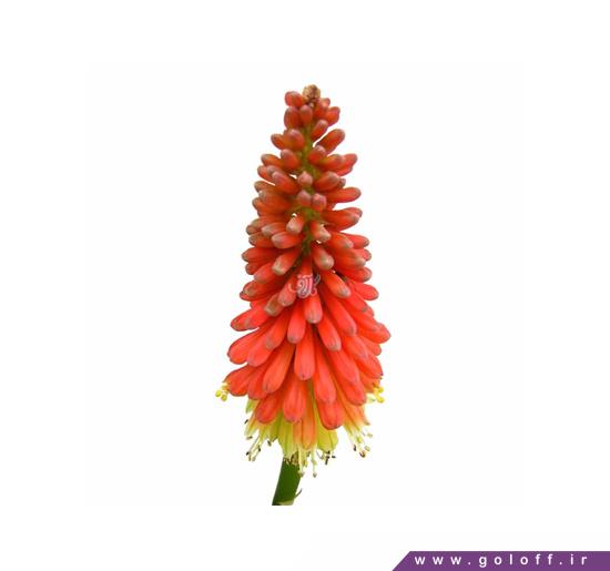 گل گرزی - گل کیمپوفیا - Torch lili | گل آف